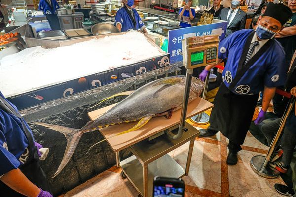 ▲▼豐FOOD海陸百匯 鮪魚季｜台北自助餐吃到飽，澎湃現流海鮮多國料理任你吃，週五限定鮪魚現切秀。（圖／部落客珊莎授權提供）