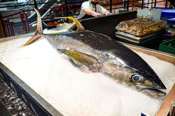 ▲▼豐FOOD海陸百匯 鮪魚季｜台北自助餐吃到飽，澎湃現流海鮮多國料理任你吃，週五限定鮪魚現切秀。（圖／部落客珊莎授權提供）