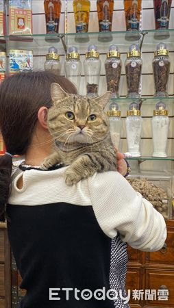 迪化街元信蔘藥行貓咪喵喵。（圖／Threads網友@drink0825__提供）