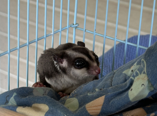 苗栗蜜袋鼯送養。（圖／苗栗縣動物保護防疫所提供）