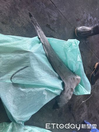 ▲屏東地檢署偵辦吳姓船長等人違反野生動物保育法            。（圖／記者陳崑福翻攝）