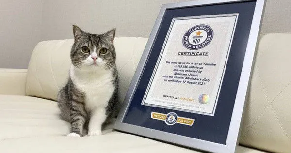 ▲日本213萬YTR「遭疑虐貓」！　怕水狂吐送醫頻道停更。（圖／CTWANT提供／ 翻攝自推特）