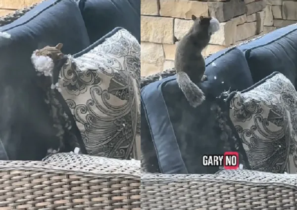 ▲松鼠「咬爛抱枕」狂挖填充物　塞滿嘴開溜回家築巢。（圖／翻攝自TikTok／@daveinmurica）