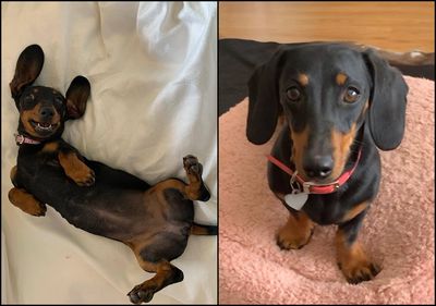 臘腸犬澳洲離島「失蹤529天」奇蹟獲救 動保人員驚嘆:你怎麼辦到的