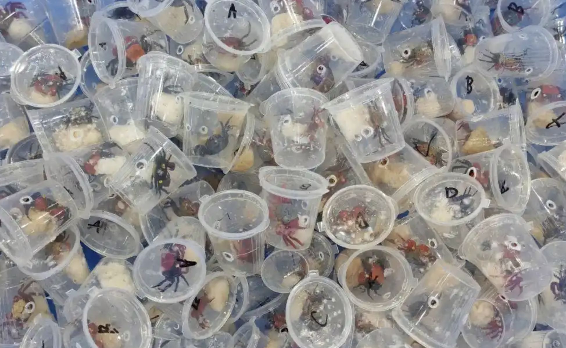 ▲珠海拱北海關截查攔下的走私「吸血鬼蟹」。（圖／翻攝海關發布公眾號）