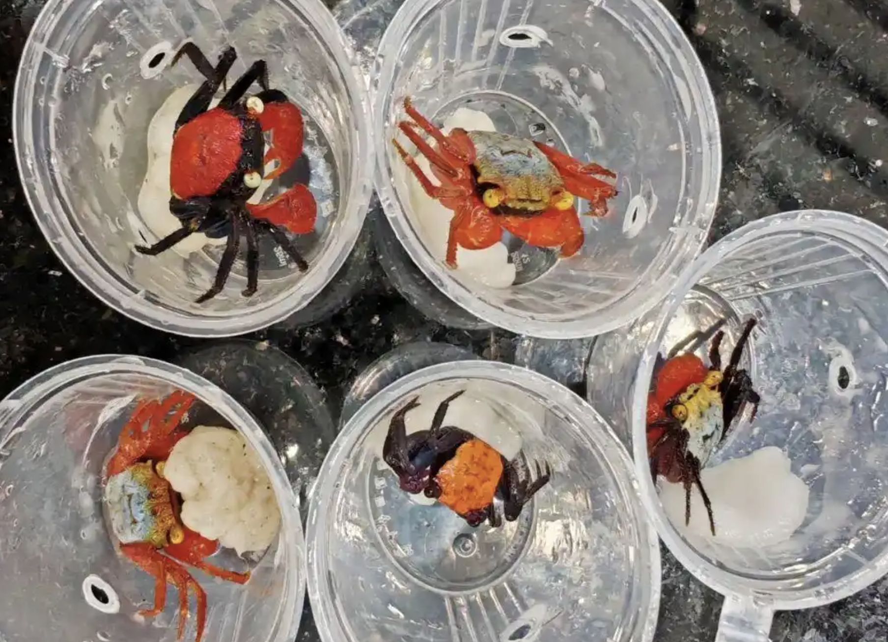 ▲珠海拱北海關截查攔下的走私「吸血鬼蟹」。（圖／翻攝海關發布公眾號）