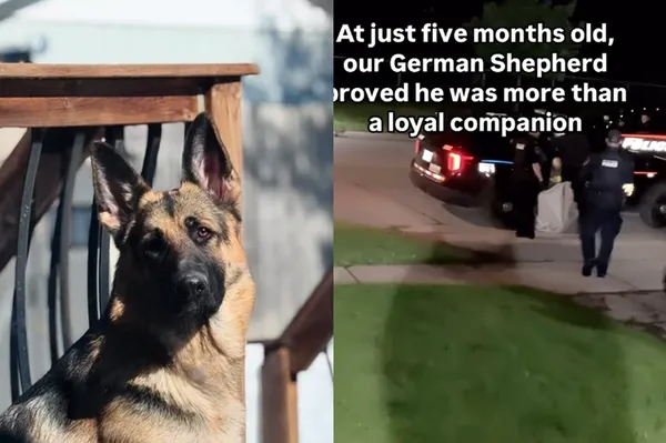 才5個月大！新養德牧突然狂吠　主人查看院子報警：有人躲露台下。（圖／翻攝自instagram／vellythewolfdog）