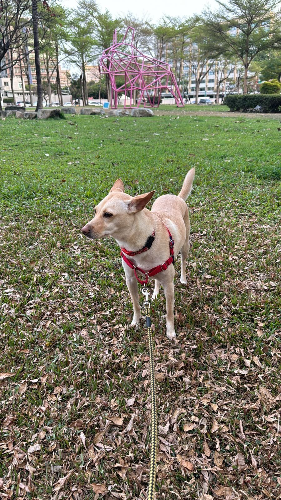 ▲苗栗縣風姓男子未幫愛犬注射狂犬病疫苗挨罰又拒繳，縣府移送強制執行後才乖乖繳納。（圖／記者楊永盛翻攝）