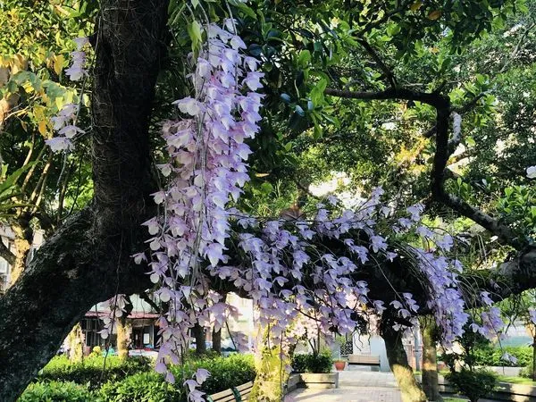 ▲位於台北市忠孝東路六段250巷的聯成公園，就有附生在樹上的石斛蘭，圖為4/29花況。（圖／網友陳財成提供，請勿隨意翻拍，以免侵權）