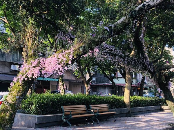▲位於台北市忠孝東路六段250巷的聯成公園，就有附生在樹上的石斛蘭，圖為4/29花況。（圖／網友陳財成提供，請勿隨意翻拍，以免侵權）