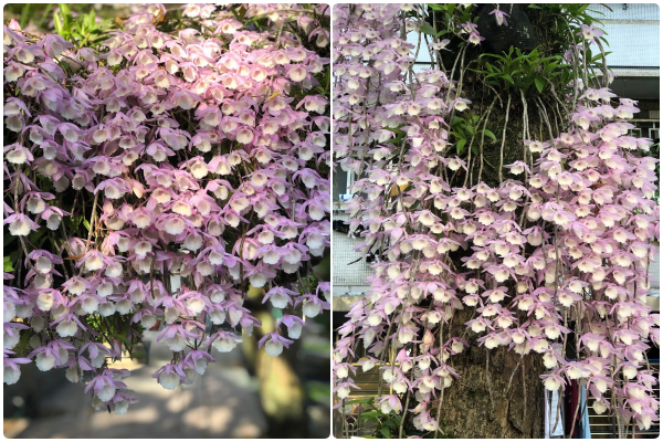 ▲位於台北市忠孝東路六段250巷的聯成公園，就有附生在樹上的石斛蘭，圖為4/29花況。（圖／網友陳財成提供，請勿隨意翻拍，以免侵權）