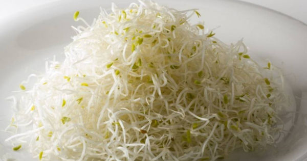 苜蓿芽營養價值高，還能幫助男性保護精子品質與活性。（示意圖／達志）