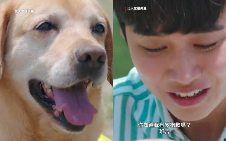 韓劇《比天堂還美麗》必看6大亮點！比《苦盡柑來》還好哭，有養毛孩的人撐不過5秒絕對淚崩