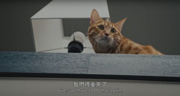 ▲紀錄片《看不見的國家》蔡英文愛貓「蔡阿才」意外入鏡。（圖／翻攝自YouTube／看不見的國家）
