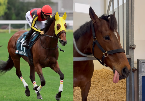 賽馬自由島因傷安樂死。（圖／翻攝自香港賽馬會、IG@yuga.kawada_official）