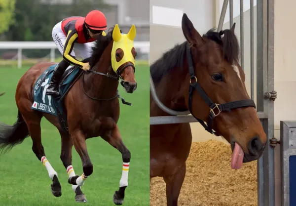 賽馬自由島因傷安樂死。（圖／翻攝自香港賽馬會、IG@yuga.kawada_official）