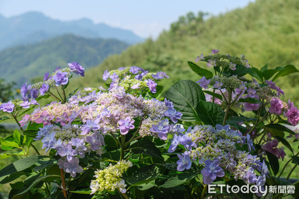 ▲普拉多山丘假期民宿。（圖／記者彭懷玉攝）