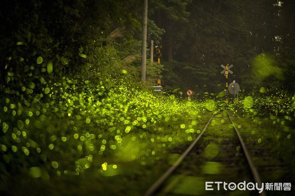 ▲▼ 慢遊嘉義LINE官方帳號推賞螢季旅宿限定優惠  。（圖／嘉義縣政府提供）