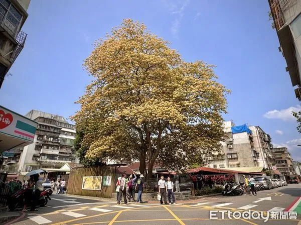 ▲台電加羅林魚木。（圖／記者彭懷玉攝）