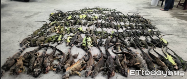 ▲操作捕抓綠鬣蜥            。（圖／記者陳崑福翻攝）