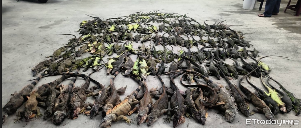 高雄變侏羅紀世界！超狂「綠鬣蜥獵人」猛抓4千隻　賺40萬獎金