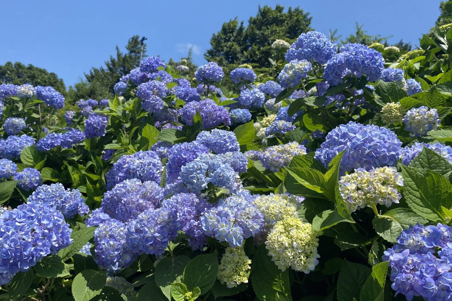 ▲新北萬里山線旅遊開跑 全台最大繡球花海登場。（圖／新北市萬里區公所提供）
