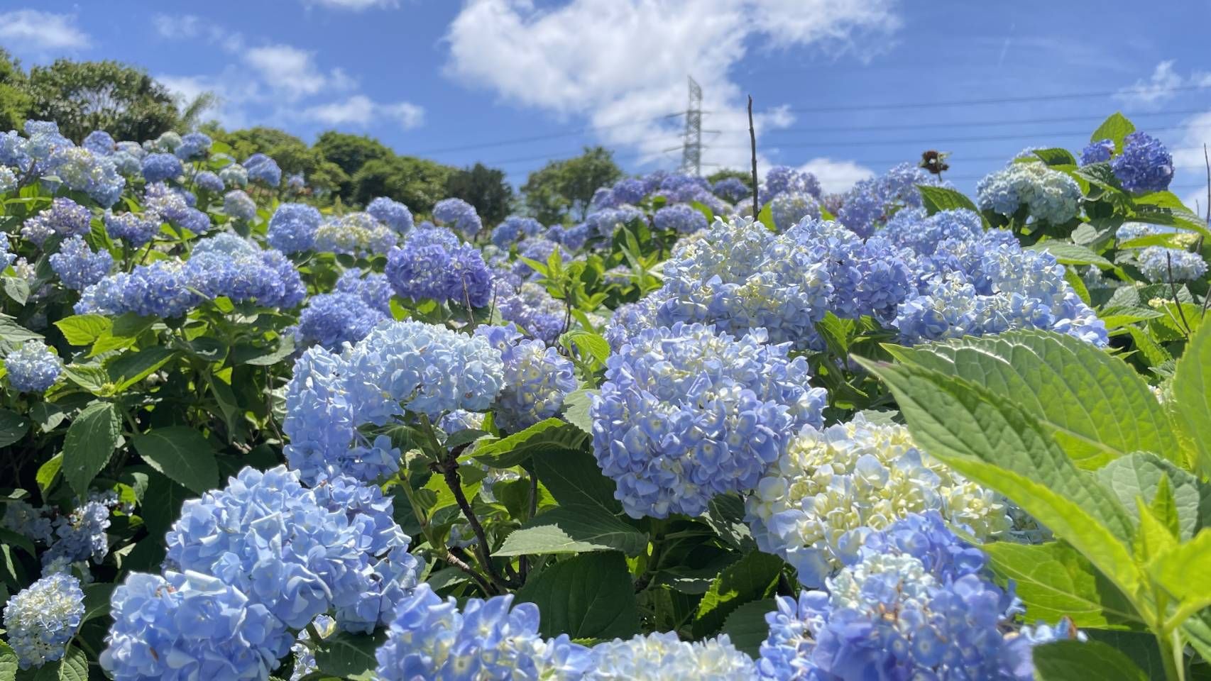 ▲新北萬里山線旅遊開跑 全台最大繡球花海登場。（圖／新北市萬里區公所提供）