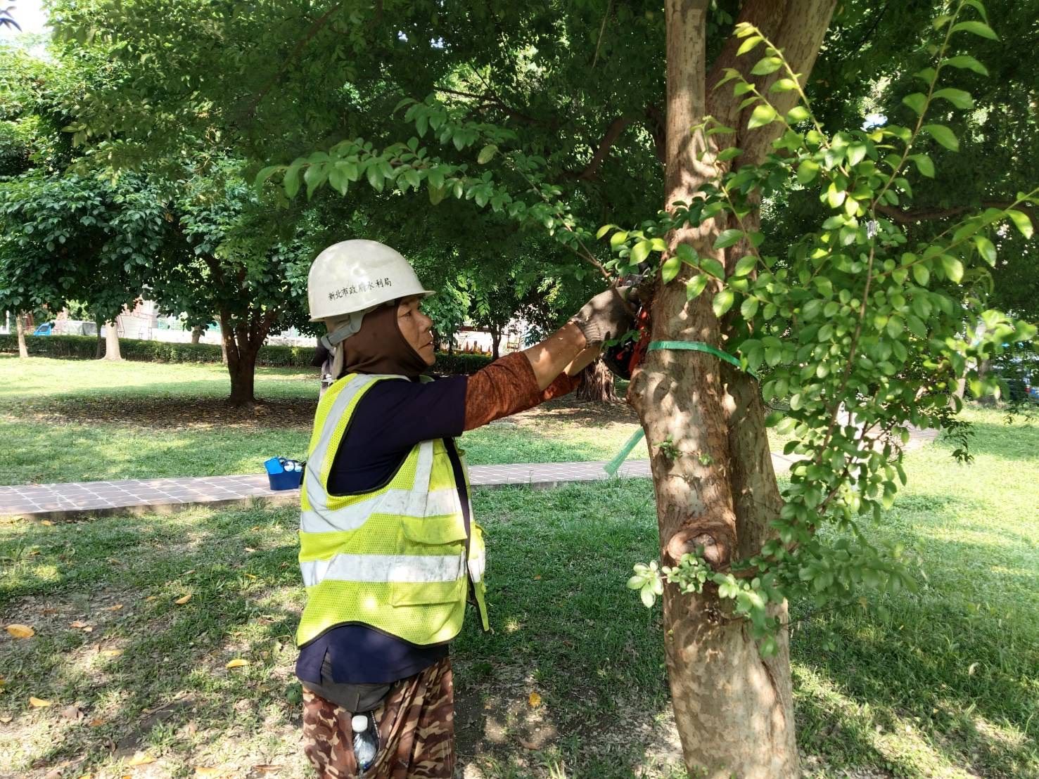 ▲新北修剪1338棵路樹防災。（圖／新北市水利局提供）