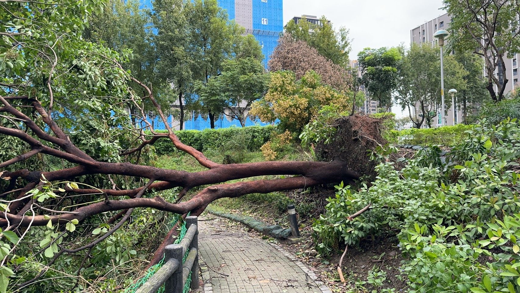 ▲新北修剪1338棵路樹防災。（圖／新北市水利局提供）