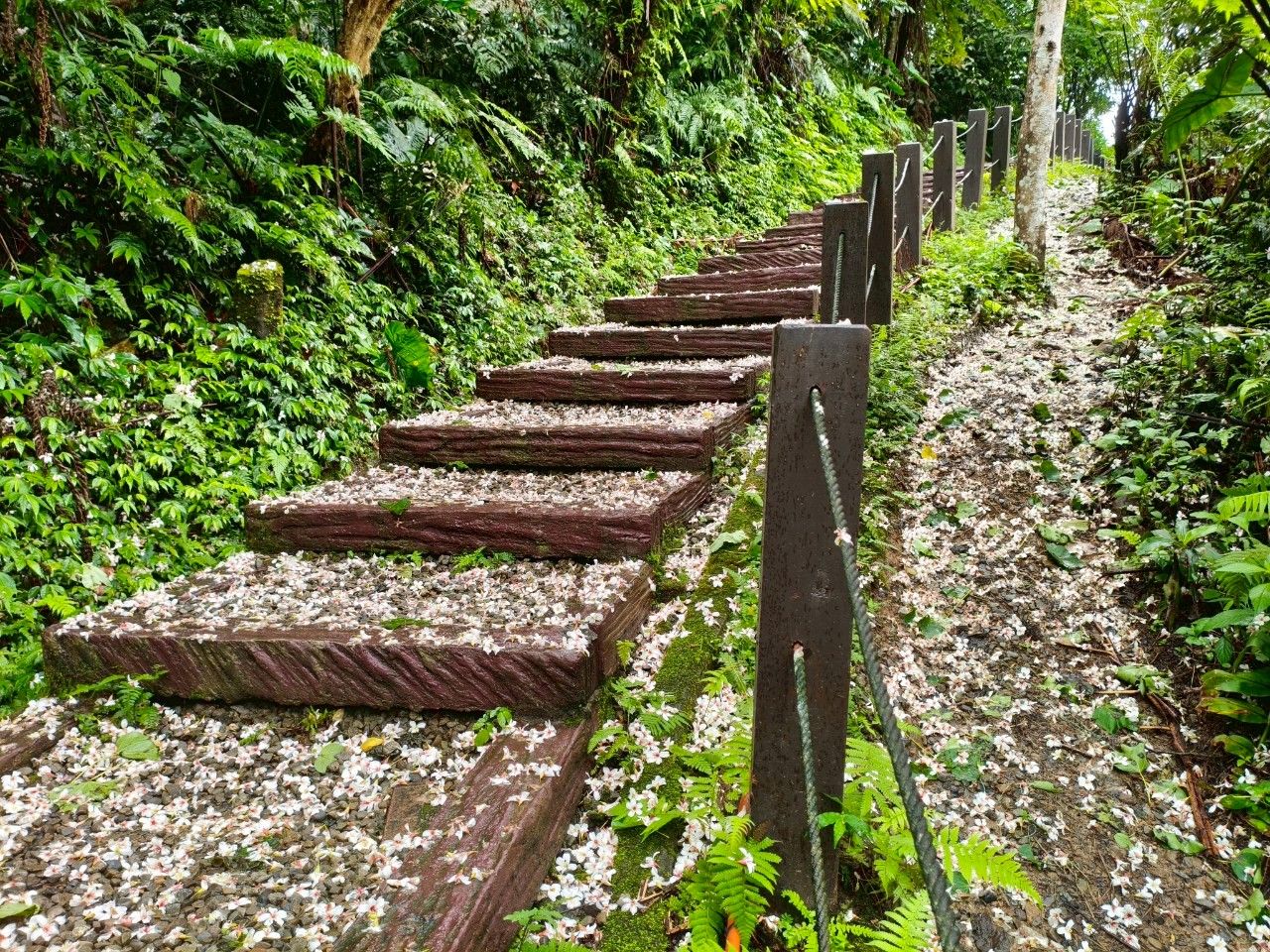 ▲五月浪漫桐花雪！新北土城三大秘境公開。（圖／新北市景觀處提供）