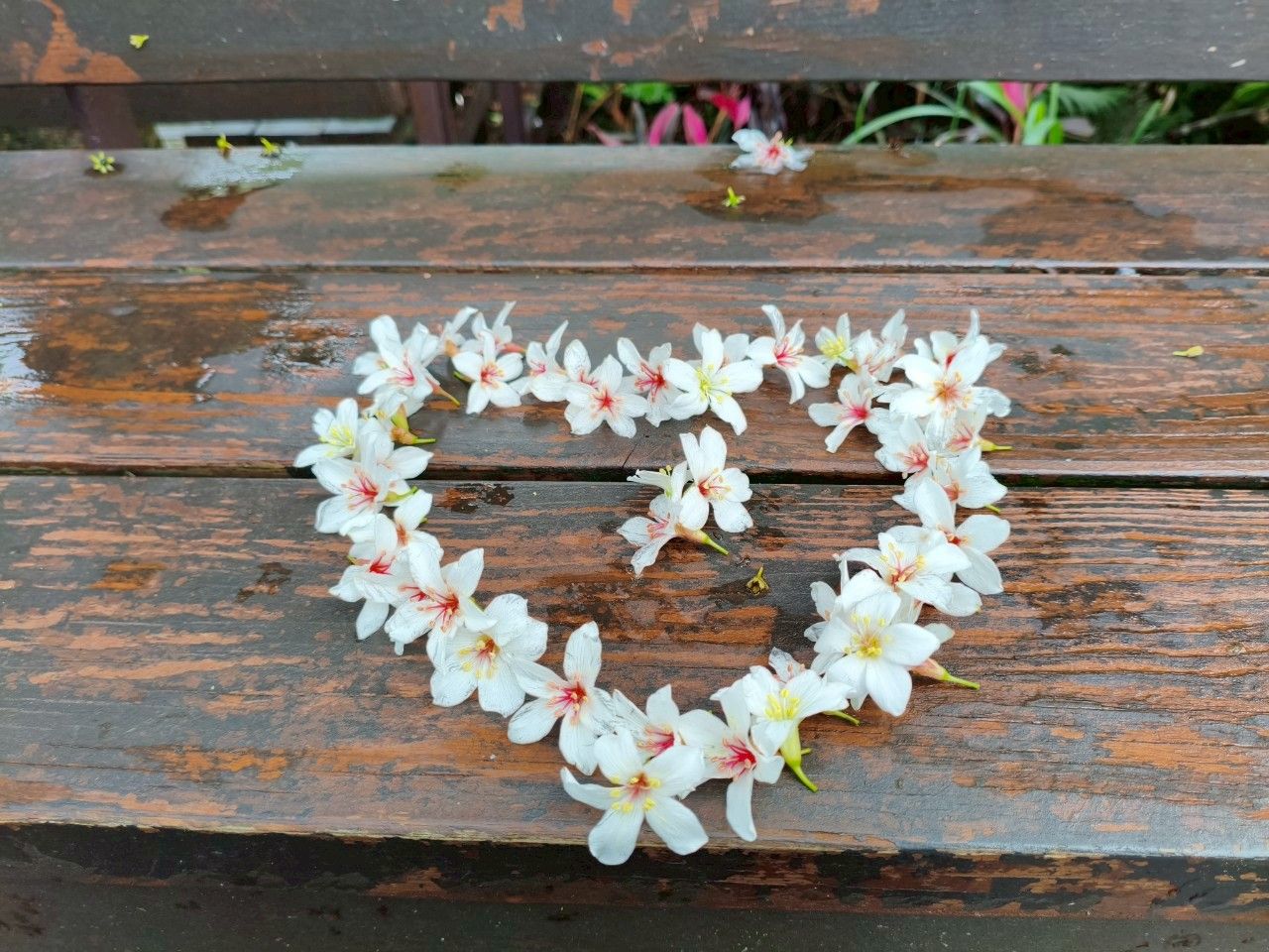 ▲五月浪漫桐花雪！新北土城三大秘境公開。（圖／新北市景觀處提供）