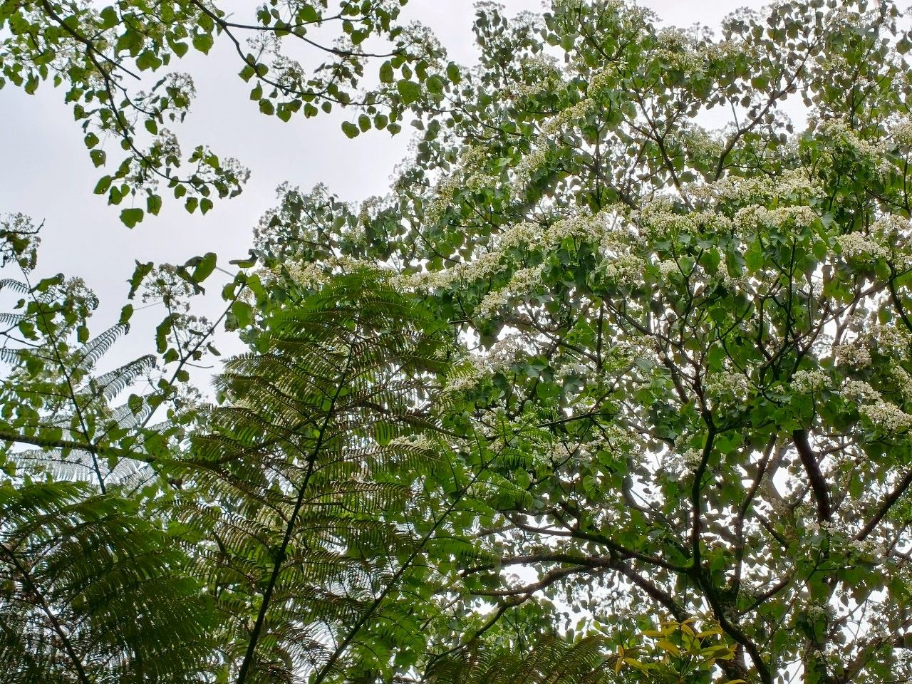 ▲五月浪漫桐花雪！新北土城三大秘境公開。（圖／新北市景觀處提供）