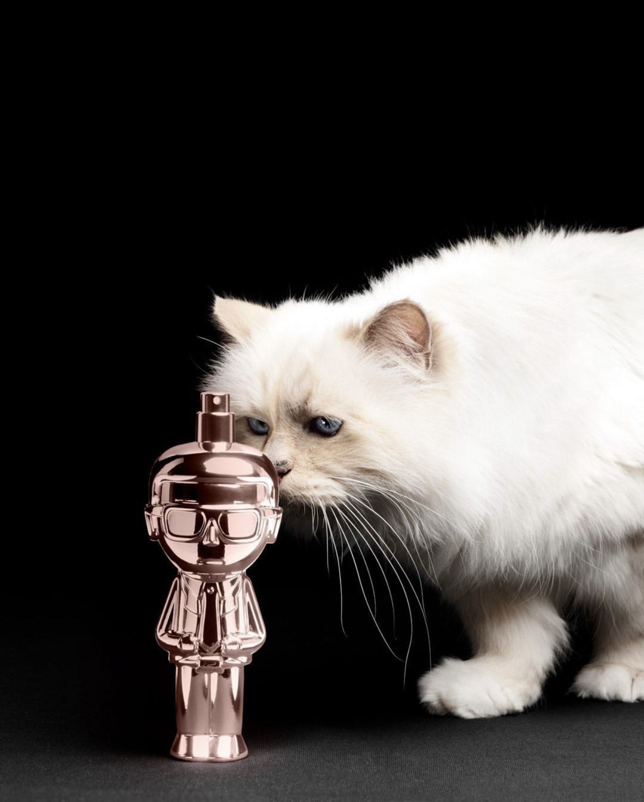 ▲▼ Choupette            。（圖／翻攝ＩＧ）