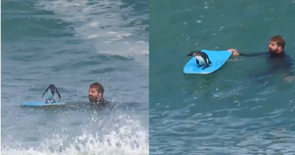 南非企鵝站上衝浪板破浪前行畫面曝光，萌翻一眾網友。（圖／翻攝自Instagram／bodyboard_southafrica）