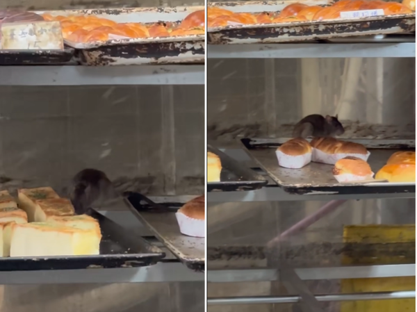 ▲▼▲新北麵包店架上出現老鼠啃食。（圖／取自爆料公社）