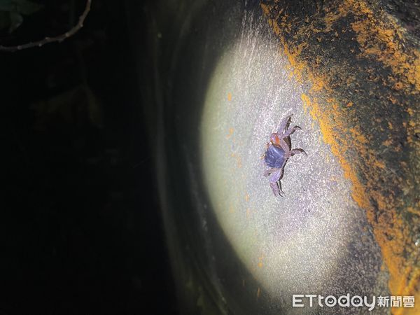 ▲▼自5月1日起至10月底辦理「綠島過山古道尋寶趣」活動，導覽解說山林動植物生態。（圖／東管處提供，下同）