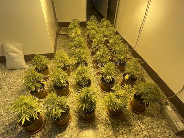 ▲大麻隱身透天厝飄刺鼻臭味警方上門逮人。（資料圖／警方提供）
