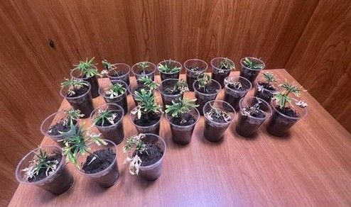 ▲大麻隱身透天厝飄刺鼻臭味警方上門逮人。（資料圖／警方提供）