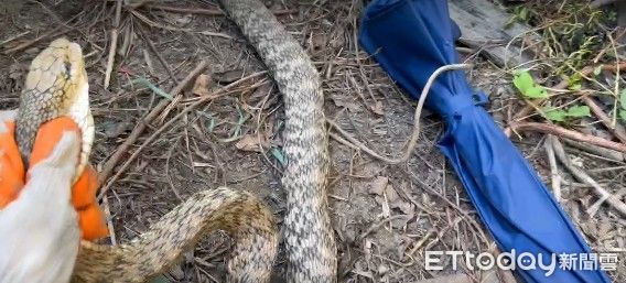 ▲台南安南區雞舍半月內遭5隻臭青母蛇襲擊，最大尾達2米，蛇類達人鄭琨諺懷疑有2個以上臭青母家族在此活動，呼籲飼主加強防範。。（記者林東良翻攝，下同）