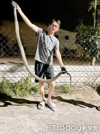 ▲台南安南區雞舍半月內遭5隻臭青母蛇襲擊，最大尾達2米，蛇類達人鄭琨諺懷疑有2個以上臭青母家族在此活動，呼籲飼主加強防範。。（記者林東良翻攝，下同）