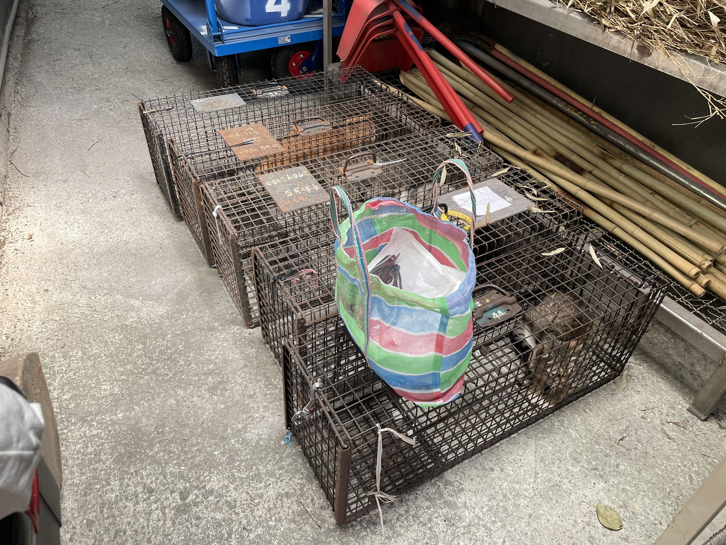 ▲新北攜手土城永寧里 免費絕育守護社區環境。（圖／新北市動保處提供）