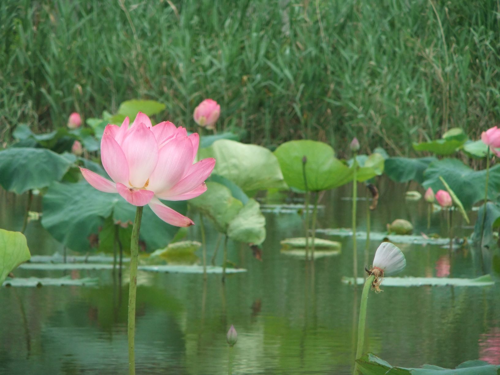 ▲新海濕地粉嫩花海 淨化水質兼打卡。（圖／新北市高灘處提供）