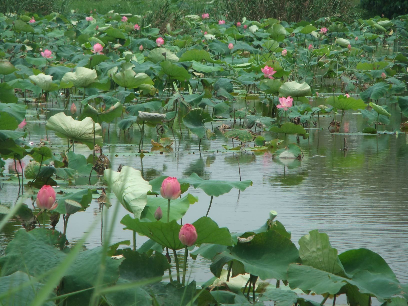 ▲新海濕地粉嫩花海 淨化水質兼打卡。（圖／新北市高灘處提供）
