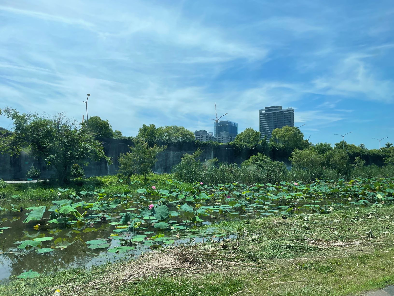 ▲新海濕地粉嫩花海 淨化水質兼打卡。（圖／新北市高灘處提供）