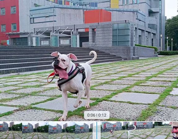 高雄民眾特別到瑞芳領養狗。（圖／新北市動保處提供）