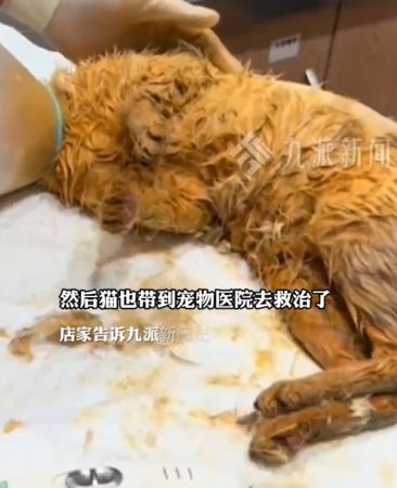 ▲▼天降猫咪掉入麻辣火锅! 9名顾客被烫伤。 (图/翻摄九派新闻)