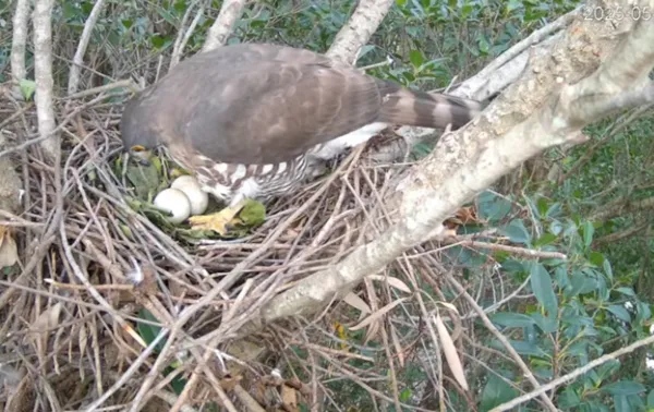 鳳頭蒼鷹直播。（圖／翻攝自Youtube@RRGT）