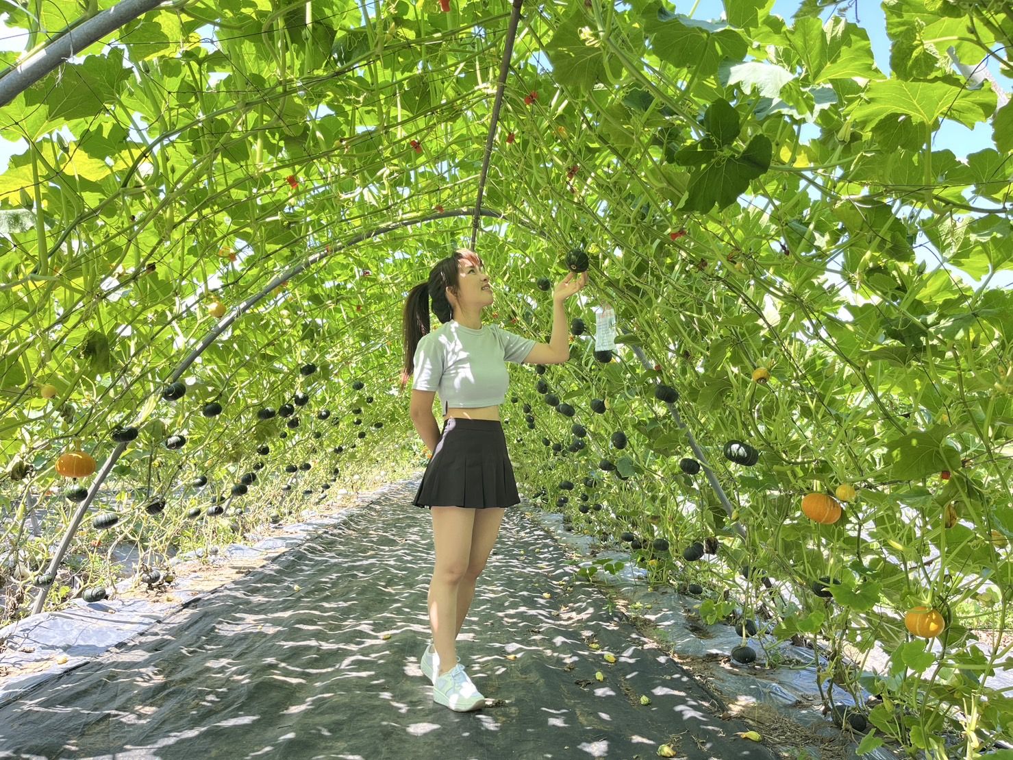 ▲全台最長！淡水9座「五彩南瓜隧道」今開放。（圖／新北市農業局提供）