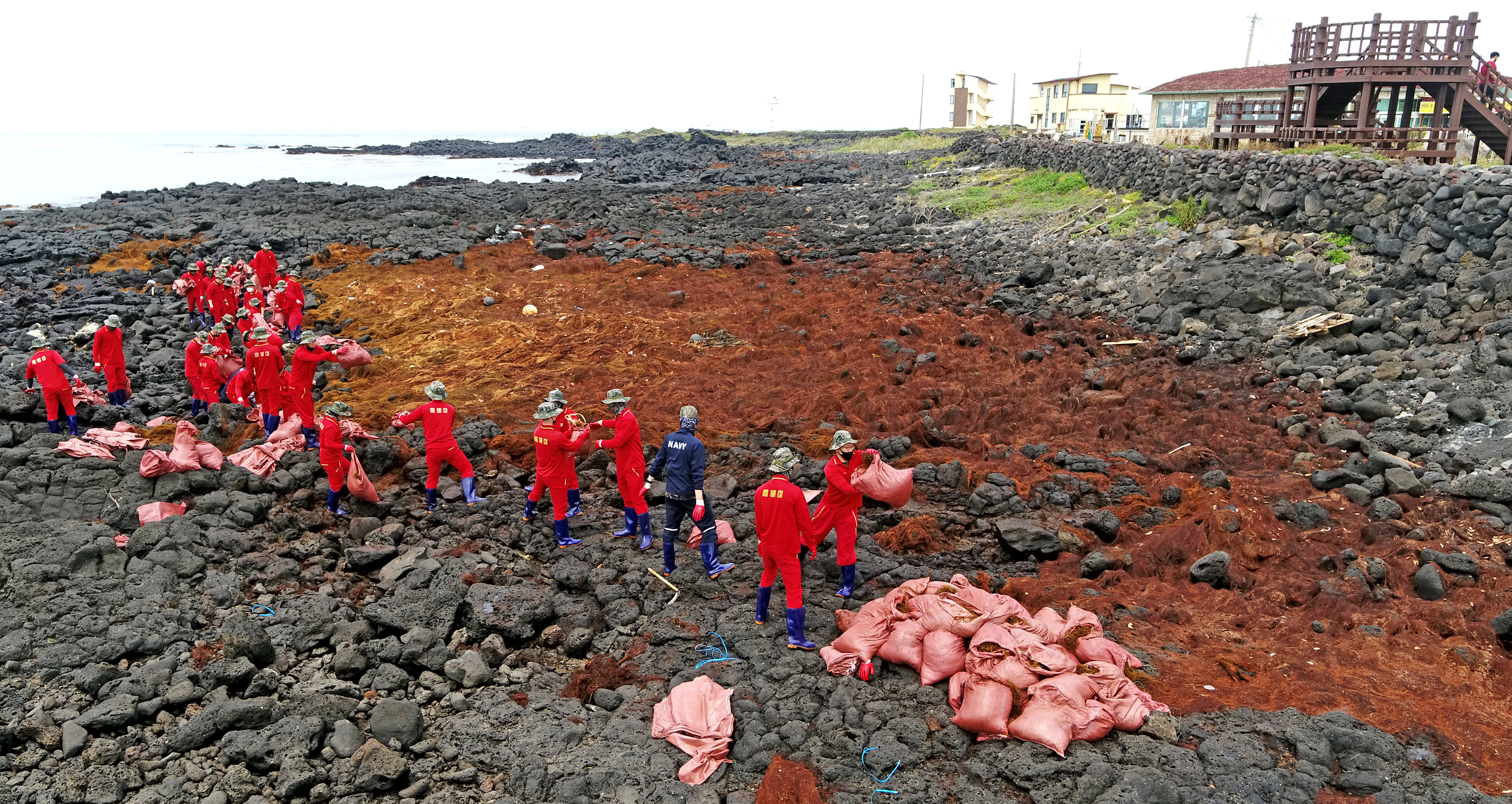 ▲▼學名為「銅藻」的外來藻類入侵南韓濟州島海域，並且大量繁衍。（圖／達志影像）
