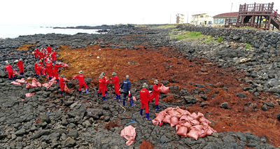 韓劇取景海岸淪陷！濟州島「銅藻入侵」腥臭撲鼻　垃圾從中國飄來